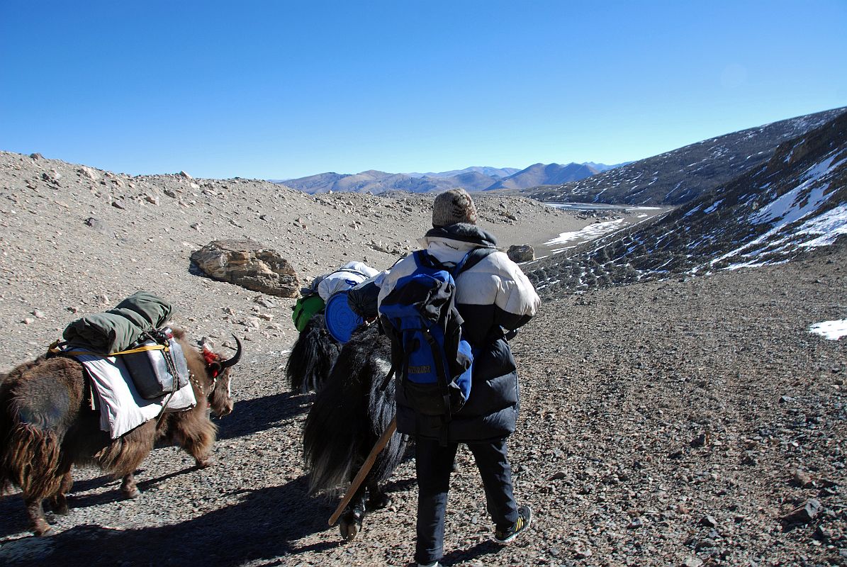 32 Starting The Descent From Kong Tso Towards Ngora I follow the yaks as the trail starts to descend from Kong Tso towards Ngora.